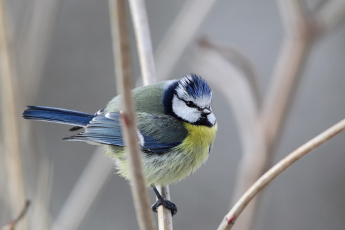 A bird in the hand