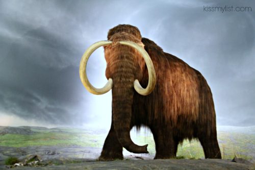 BC Museum mammoths