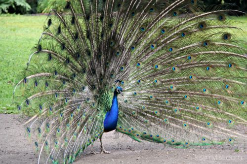 Peacock in Beacon Hill Park 2