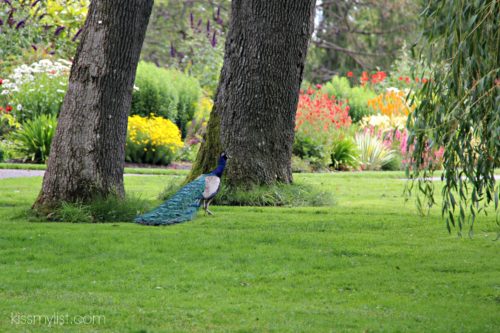 peacock in Beacon Hill Park