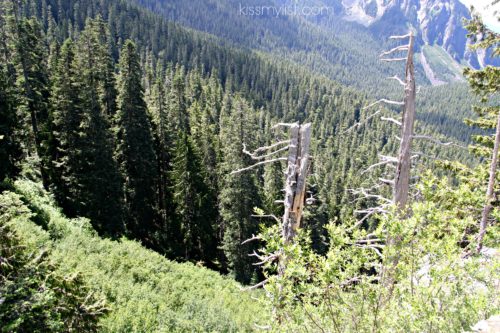 Old growth forest Mt Rainier