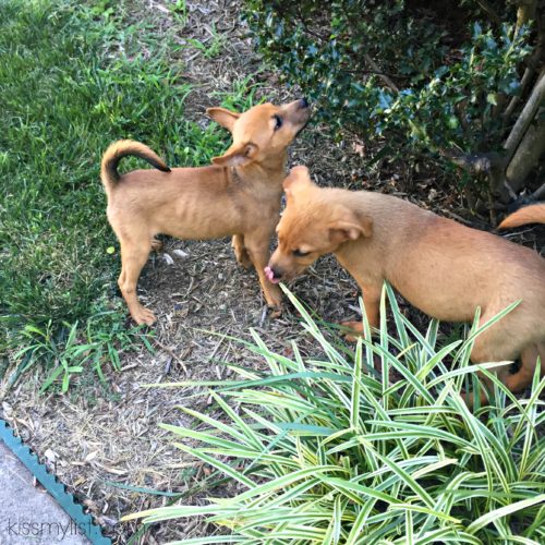 Meet Ivy and Felix, who wouldn't stay still long enough for a good photo.