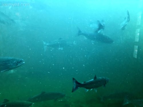 The viewing area of the fish ladder.