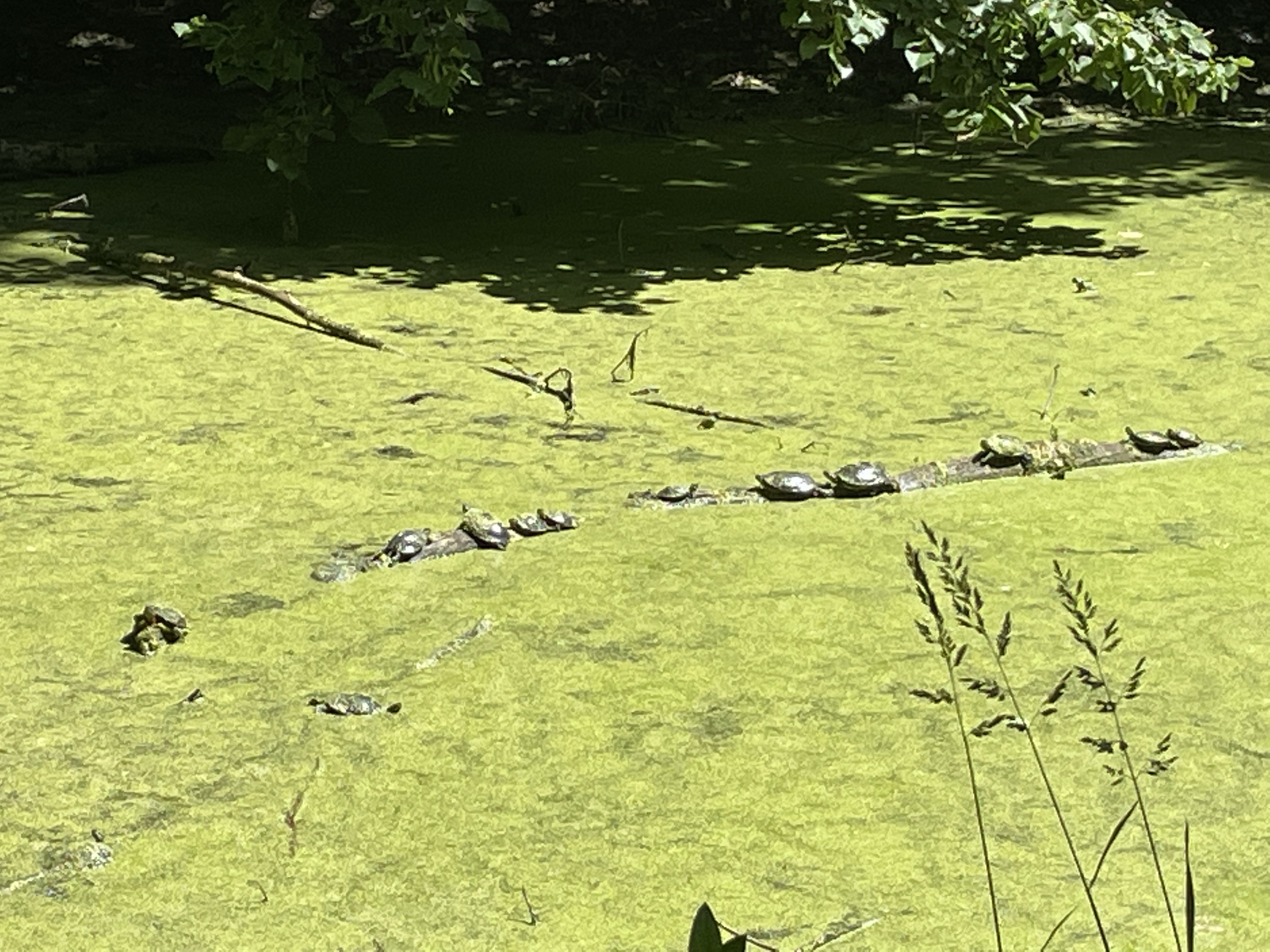 Finger Lakes Keuka Outlet Trail