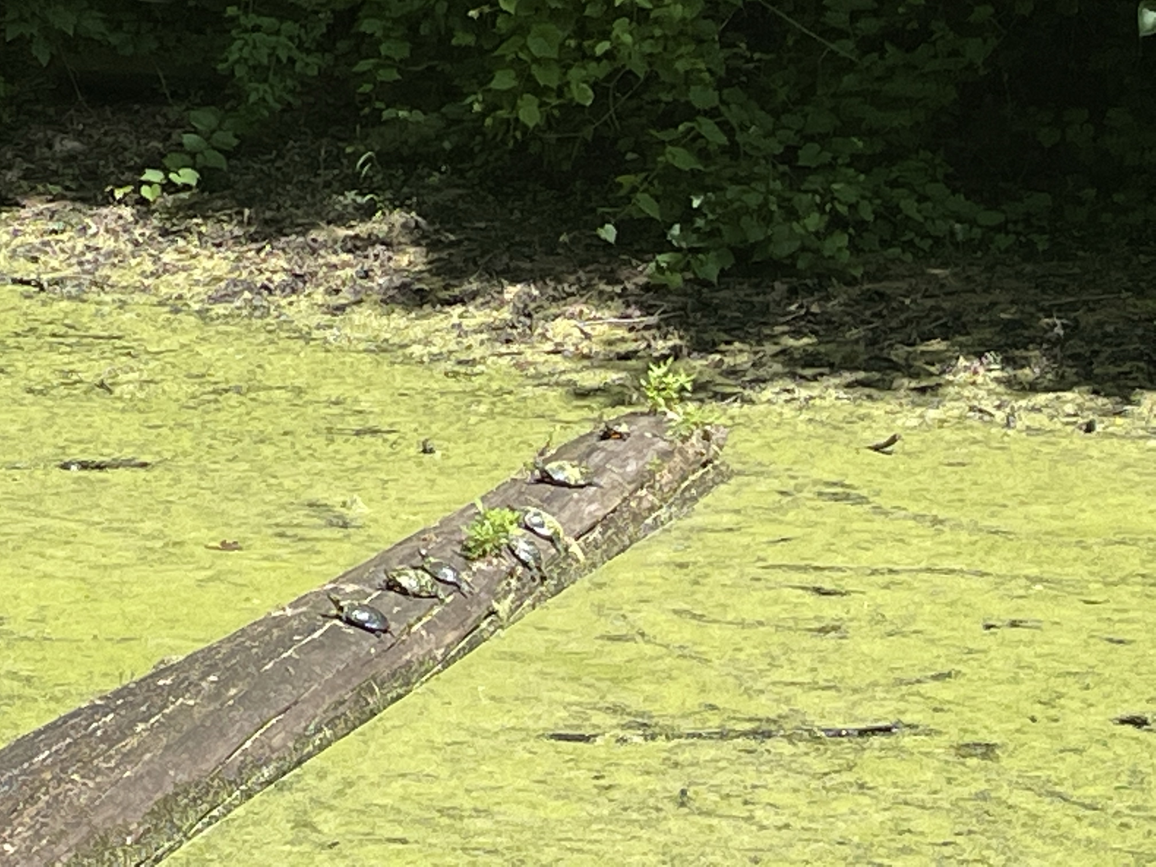 Finger Lakes Keuka Outlet Trail